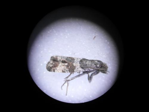 Réf. 331 053 : Lobesia abscisana